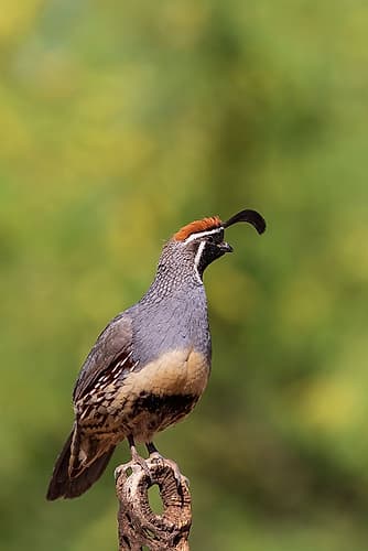 Gambels Quail male-Pima County-Arizona Art Print